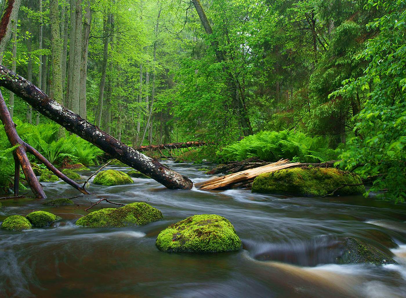 Clear stream running through a green forest